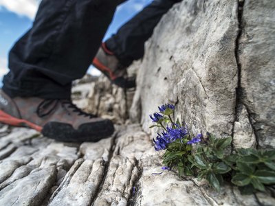 Activities around our hotel in the Dolomites Hiker wearing boots climbing rock near a small purple flower