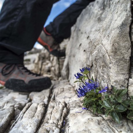 Hotel Schmung: our picture gallery Hiker wearing boots climbing rock near a small purple flower